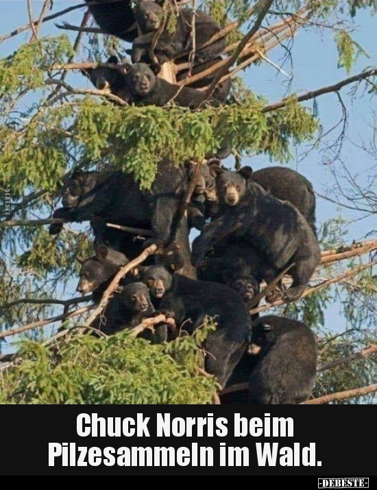 Chuck Norris beim Pilzesammeln im Wald... - Lustige Bilder | DEBESTE.de