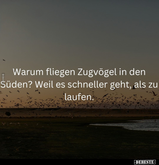 Warum fliegen Zugvögel in den Süden?.. - Lustige Bilder | DEBESTE.de