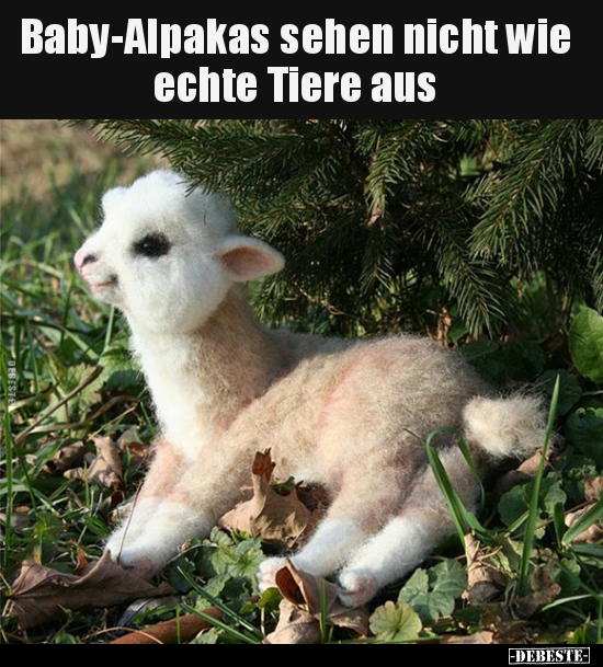 Baby-Alpakas sehen nicht wie echte Tiere aus.. - Lustige Bilder | DEBESTE.de