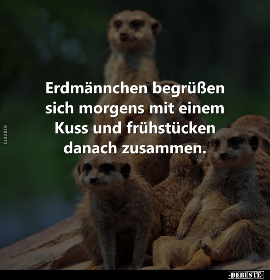 Erdmännchen begrüßen sich morgens mit einem Kuss.. - Lustige Bilder | DEBESTE.de