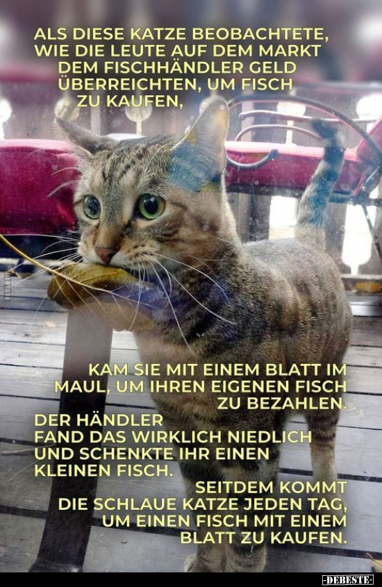 Als diese Katze beobachtete, wie die Leute auf dem Markt.. - Lustige Bilder | DEBESTE.de