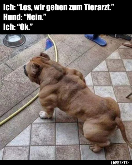 Ich: "Los, wir gehen zum Tierarzt." Hund: "Nein..." - Lustige Bilder | DEBESTE.de