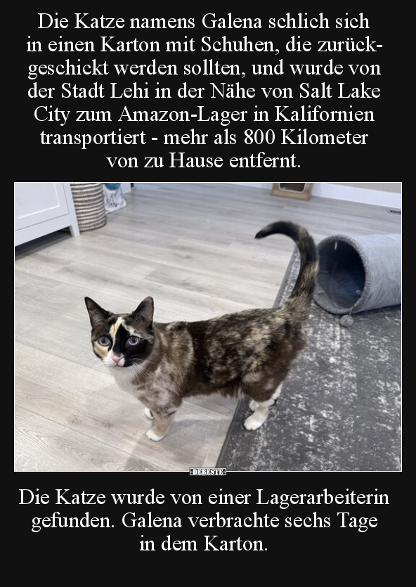Die Katze namens Galena schlich sich in einen Karton mit.. - Lustige Bilder | DEBESTE.de
