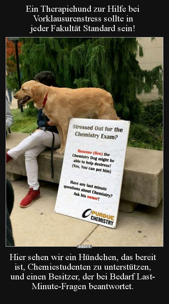 Ein Therapiehund zur Hilfe bei Vorklausurenstress sollte.. - Lustige Bilder | DEBESTE.de