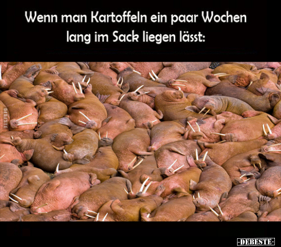 Wenn man Kartoffeln ein paar Wochen lang im Sack liegen.. - Lustige Bilder | DEBESTE.de