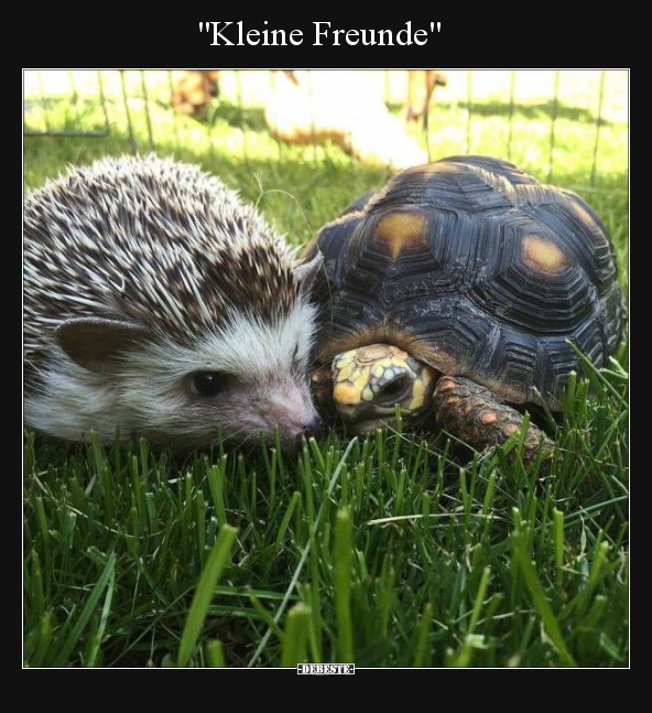 "Kleine Freunde".. - Lustige Bilder | DEBESTE.de