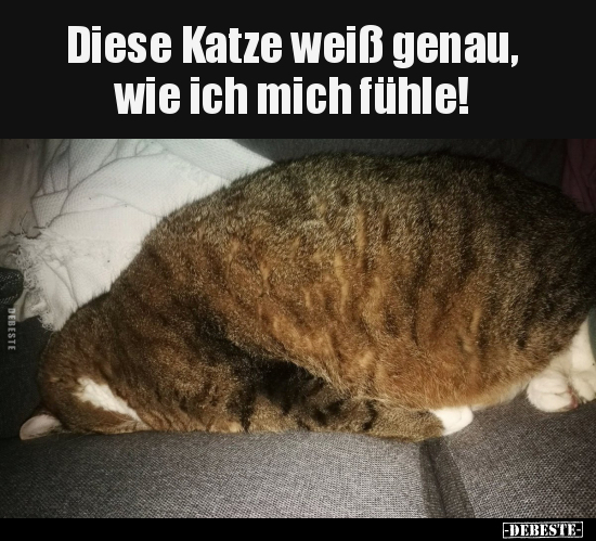 Diese Katze weiß genau, wie ich mich fühle!.. - Lustige Bilder | DEBESTE.de