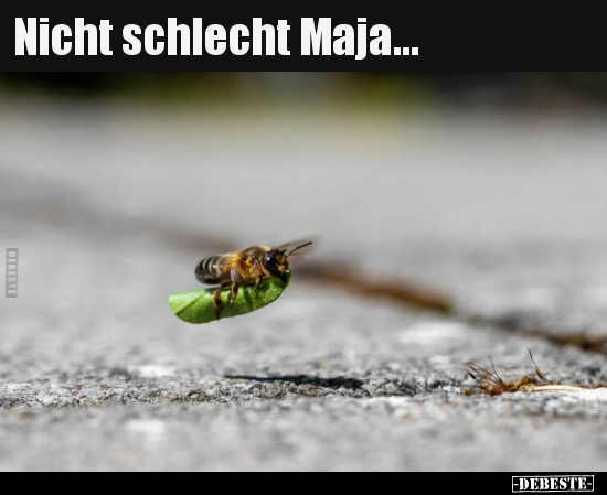 Nicht schlecht Maja... - Lustige Bilder | DEBESTE.de