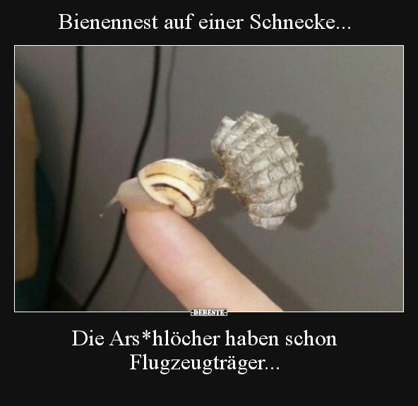 Bienennest auf einer Schnecke... Die Ars*hlöcher haben.. - Lustige Bilder | DEBESTE.de