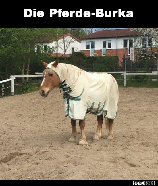 Die Pferde-Burka.. - Lustige Bilder | DEBESTE.de