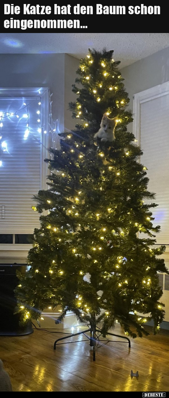 Die Katze hat den Baum schon eingenommen... - Lustige Bilder | DEBESTE.de
