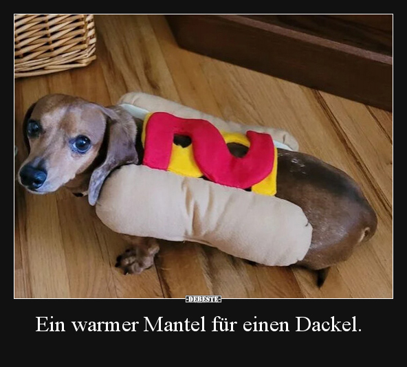 Ein warmer Mantel für einen Dackel... - Lustige Bilder | DEBESTE.de