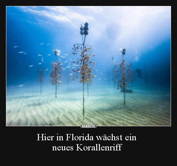 Hier in Florida wächst ein neues Korallenriff.. - Lustige Bilder | DEBESTE.de