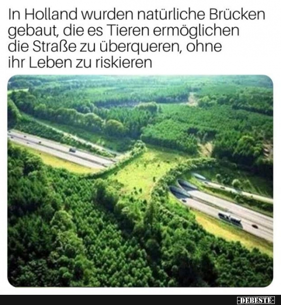 In Holland wurden natürliche Brücken gebaut.. - Lustige Bilder | DEBESTE.de