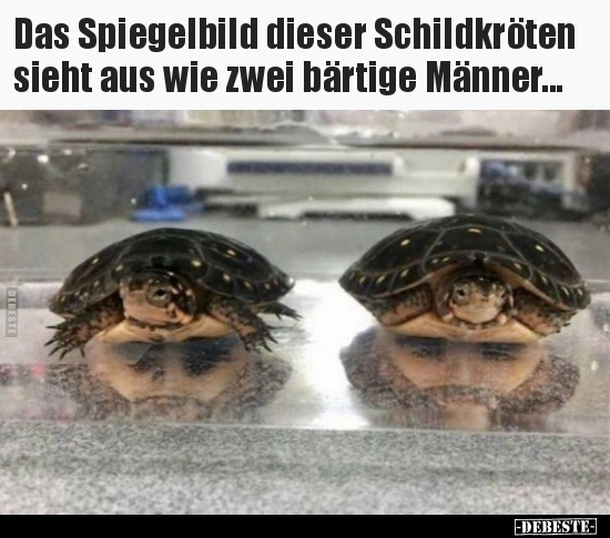 Das Spiegelbild dieser Schildkröten sieht aus wie zwei.. - Lustige Bilder | DEBESTE.de