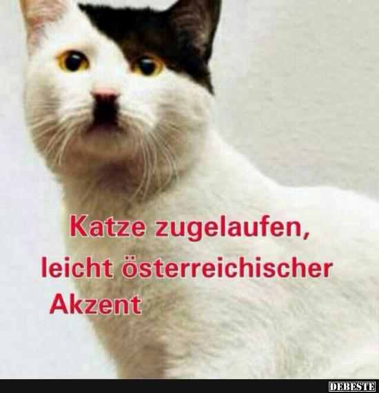 Katze zugelaufen, leicht österreichischer Akzent.. - Lustige Bilder | DEBESTE.de
