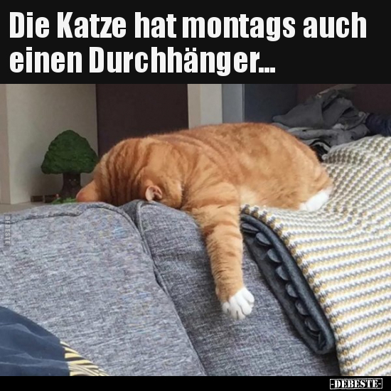Die Katze hat montags auch einen Durchhänger... - Lustige Bilder | DEBESTE.de