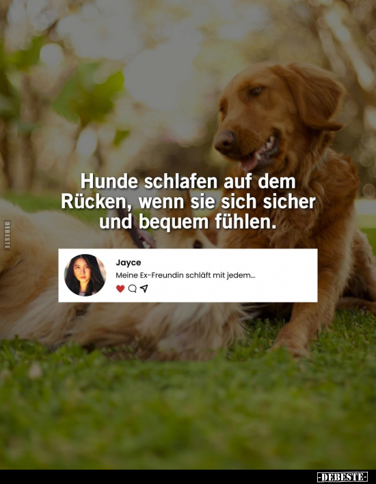 Hunde schlafen auf dem Rücken, wenn.. - Lustige Bilder | DEBESTE.de