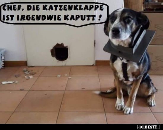 Chef, die Katzenklappe ist irgendwie kaputt !.. - Lustige Bilder | DEBESTE.de