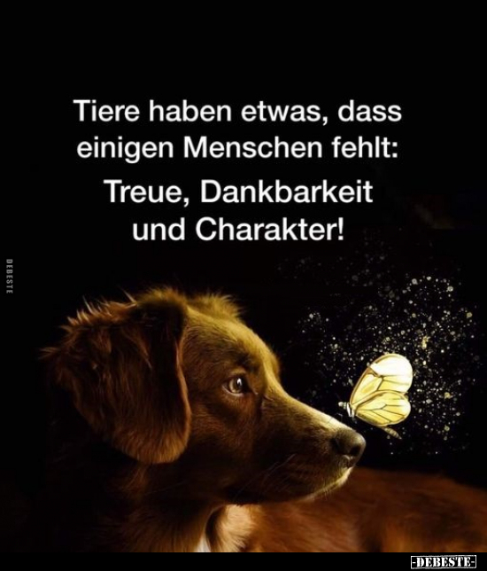 Tiere haben etwas, dass einigen Menschen fehlt.. - Lustige Bilder | DEBESTE.de