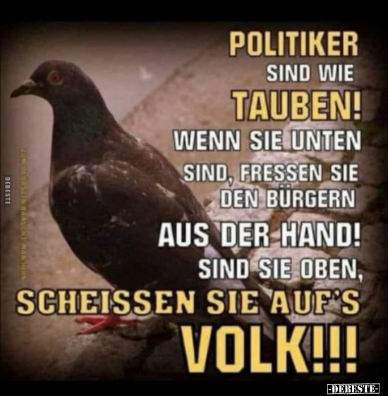 Politiker sind wie Tauben! Wenn sie unten sind, fressen sie.. - Lustige Bilder | DEBESTE.de