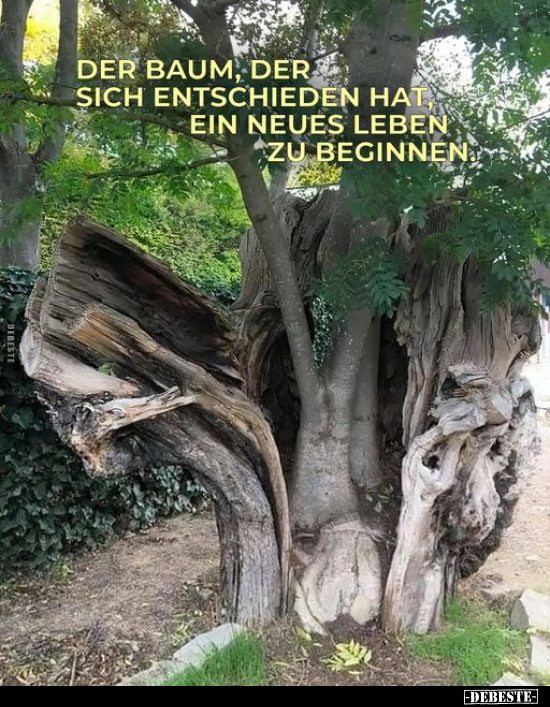 Der Baum, der sich entschieden hat ein neues Leben.. - Lustige Bilder | DEBESTE.de