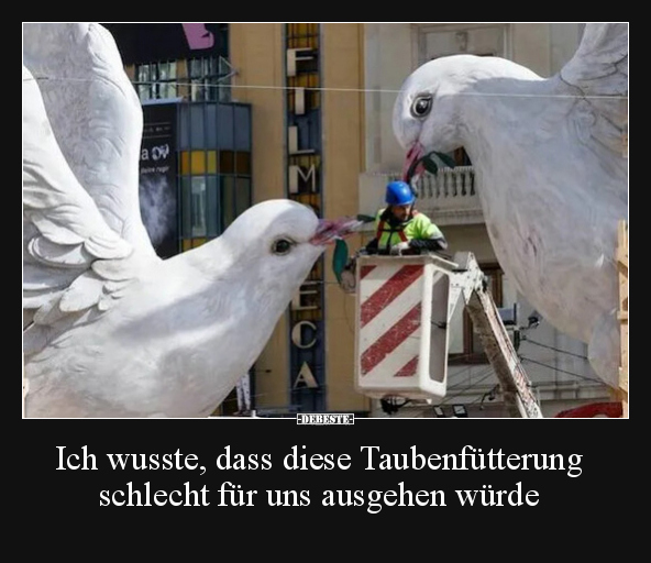 Ich wusste, dass diese Taubenfütterung schlecht für uns.. - Lustige Bilder | DEBESTE.de