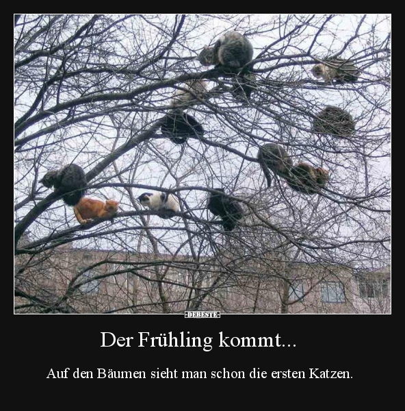 Der Frühling kommt... Auf den Bäumen sieht man schon die.. - Lustige Bilder | DEBESTE.de