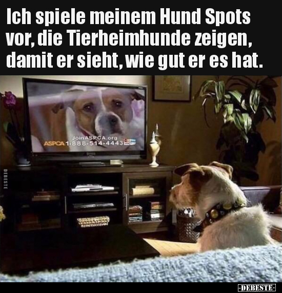 Ich spiele meinem Hund Spots vor, die Tierheimhunde zeigen.. - Lustige Bilder | DEBESTE.de