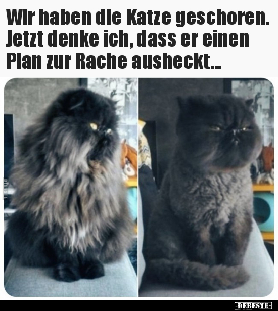 Wir haben die Katze geschoren. Jetzt denke ich, dass er.. - Lustige Bilder | DEBESTE.de