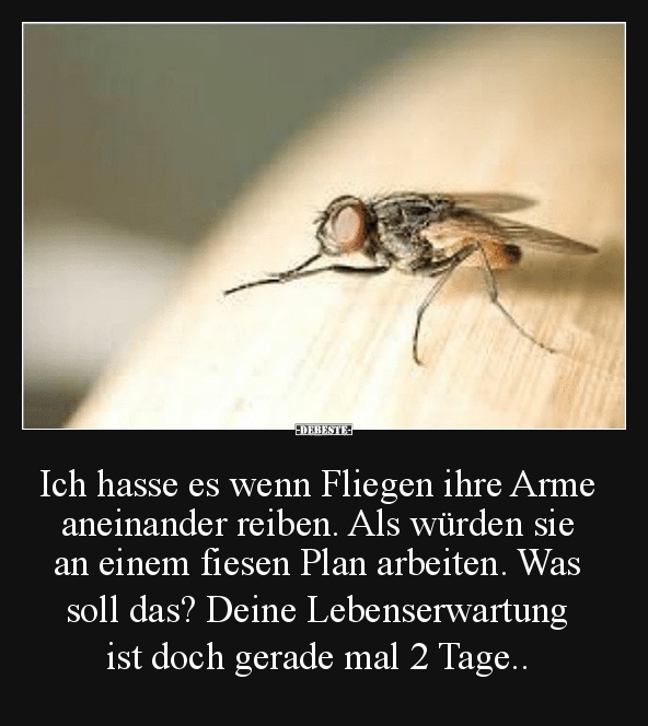 Ich hasse es wenn Fliegen ihre Arme aneinander reiben.. - Lustige Bilder | DEBESTE.de