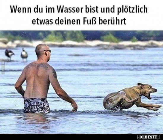 Wenn du im Wasser bist und plötzlich etwas deinen Fuß berührt.. - Lustige Bilder | DEBESTE.de