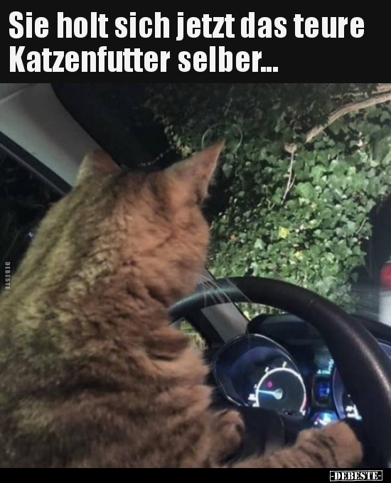 Sie holt sich jetzt das teure Katzenfutter selber... - Lustige Bilder | DEBESTE.de