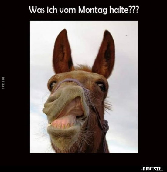 Was ich vom Montag halte?.. - Lustige Bilder | DEBESTE.de