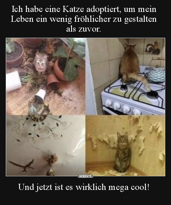 Ich habe eine Katze adoptiert, um mein Leben ein wenig.. - Lustige Bilder | DEBESTE.de