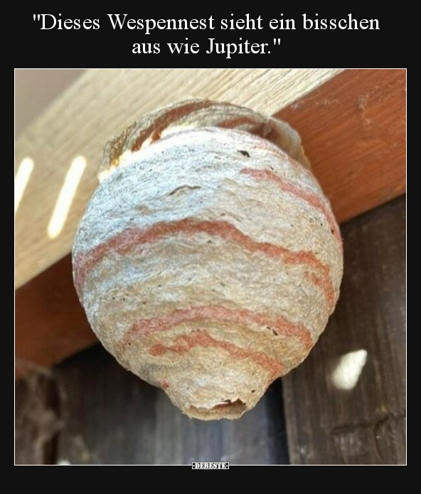 "Dieses Wespennest sieht ein bisschen aus wie Jupiter.".. - Lustige Bilder | DEBESTE.de