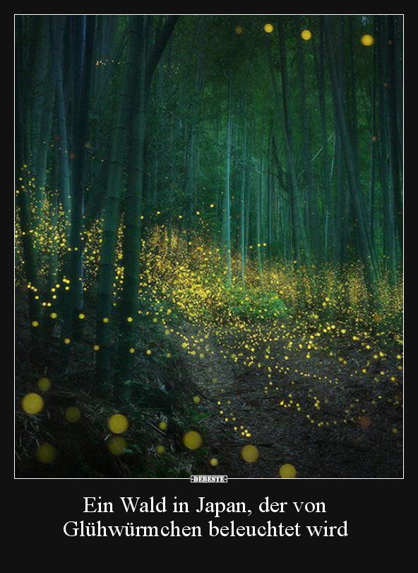 Ein Wald in Japan, der von Glühwürmchen beleuchtet wird.. - Lustige Bilder | DEBESTE.de