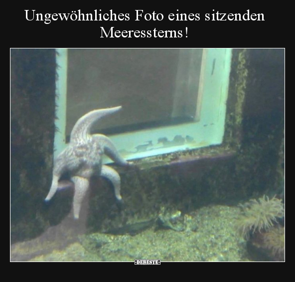 Ungewöhnliches Foto eines sitzenden Meeressterns!.. - Lustige Bilder | DEBESTE.de