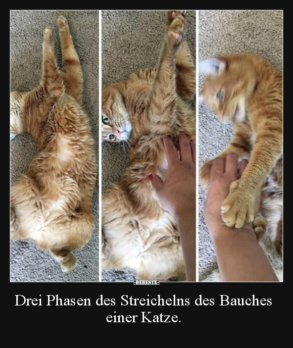 Drei Phasen des Streichelns des Bauches einer Katze... - Lustige Bilder | DEBESTE.de
