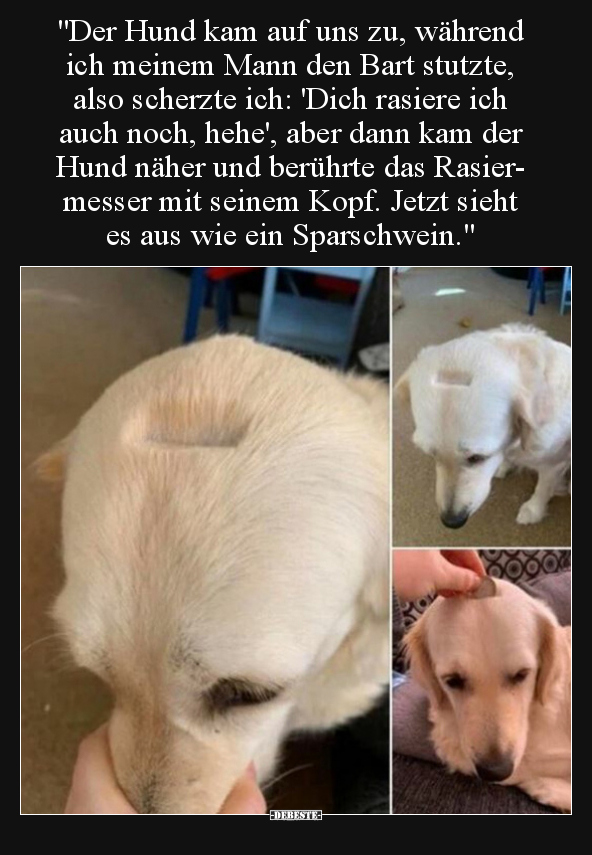"Der Hund kam auf uns zu, während ich meinem Mann den Bart.." - Lustige Bilder | DEBESTE.de