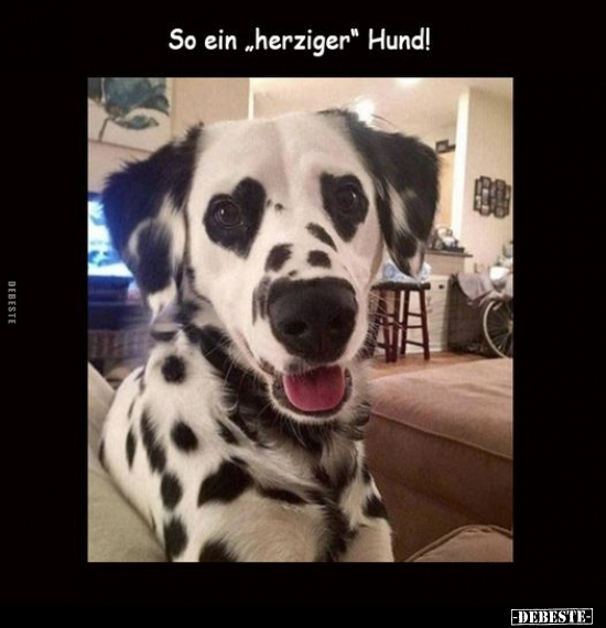 So ein "herziger" Hund!.. - Lustige Bilder | DEBESTE.de