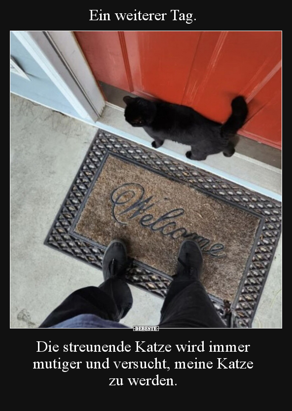Ein weiterer Tag. Die streunende Katze wird immer mutiger.. - Lustige Bilder | DEBESTE.de