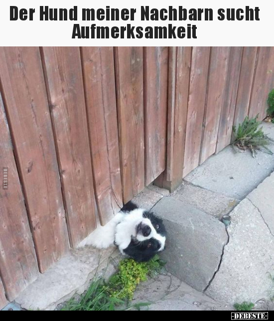 Der Hund meiner Nachbarn sucht Aufmerksamkeit.. - Lustige Bilder | DEBESTE.de