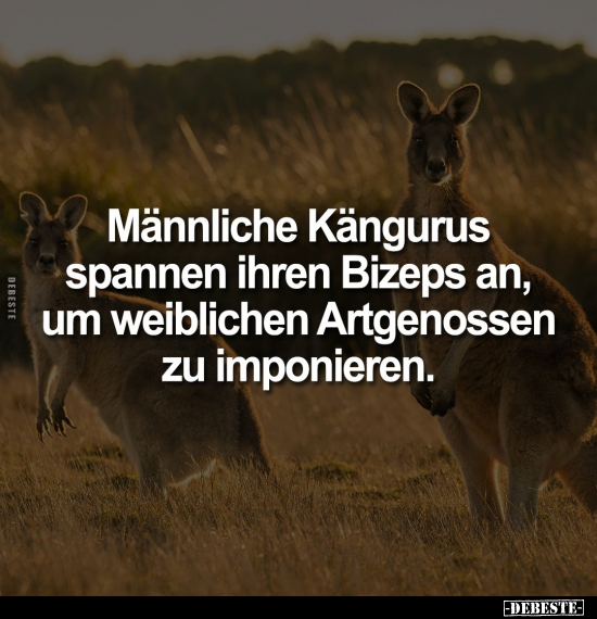 Männliche Kängurus spannen ihren Bizeps an, um weiblichen.. - Lustige Bilder | DEBESTE.de