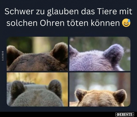 Schwer zu glauben das Tiere mit solchen Ohren.. - Lustige Bilder | DEBESTE.de