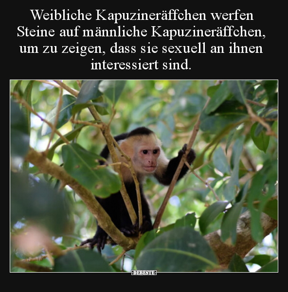 Weibliche Kapuzineräffchen werfen Steine auf männliche.. - Lustige Bilder | DEBESTE.de