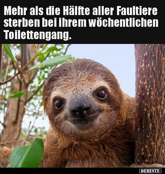Mehr als die Hälfte aller Faultiere sterben.. - Lustige Bilder | DEBESTE.de