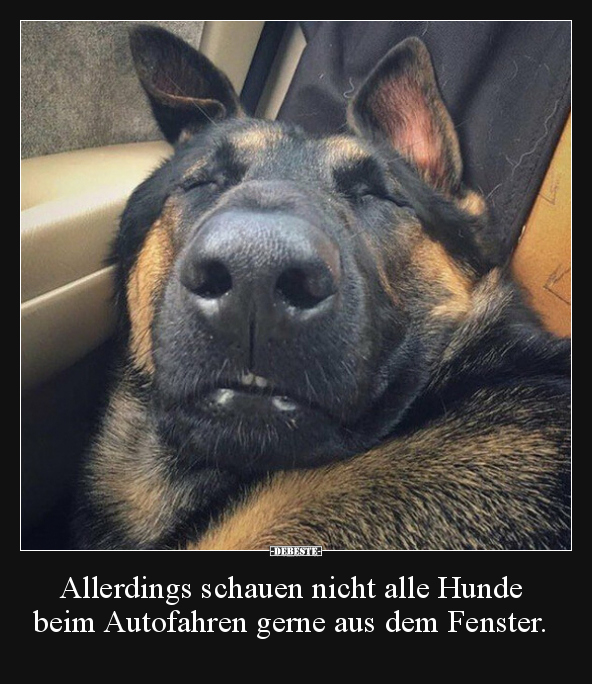 Allerdings schauen nicht alle Hunde beim Autofahren gerne.. - Lustige Bilder | DEBESTE.de