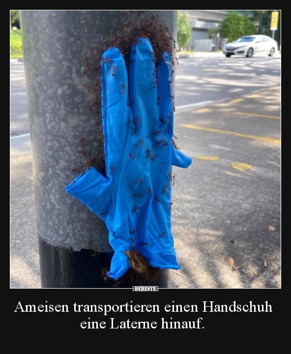 Ameisen transportieren einen Handschuh eine Laterne.. - Lustige Bilder | DEBESTE.de