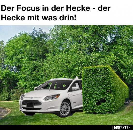 Der Focus in der Hecke - der Hecke mit was drin!.. - Lustige Bilder | DEBESTE.de